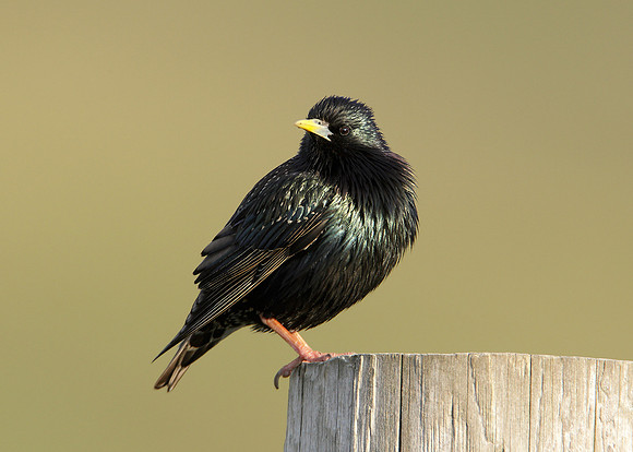 Starling Sturnus vulgaris