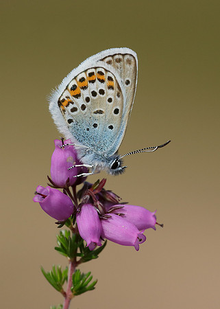 Silver-studded Blue Plebejus argus