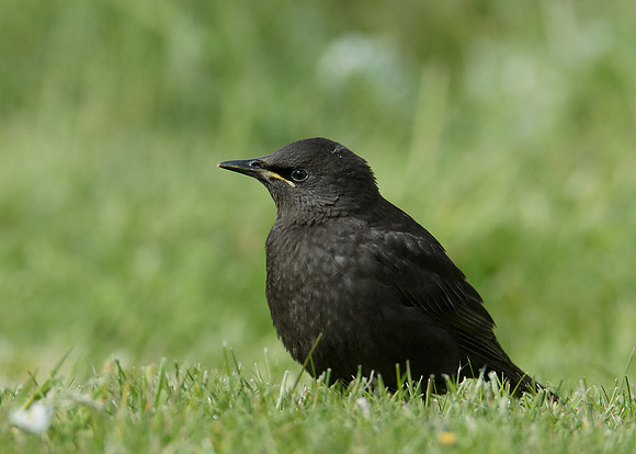 Starling Sturnus vulgaris