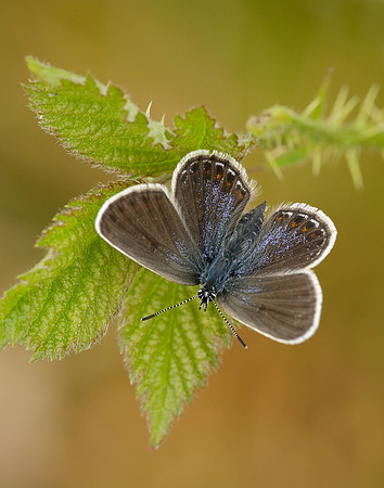 Silver-studded Blue Plebejus argus