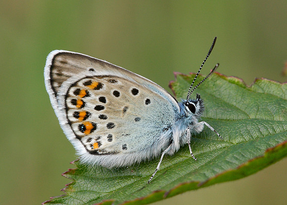 Silver-studded Blue Plebejus argus