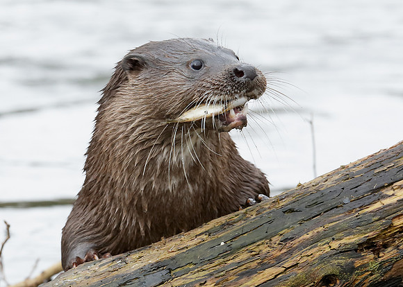 Otter Lutra lutra