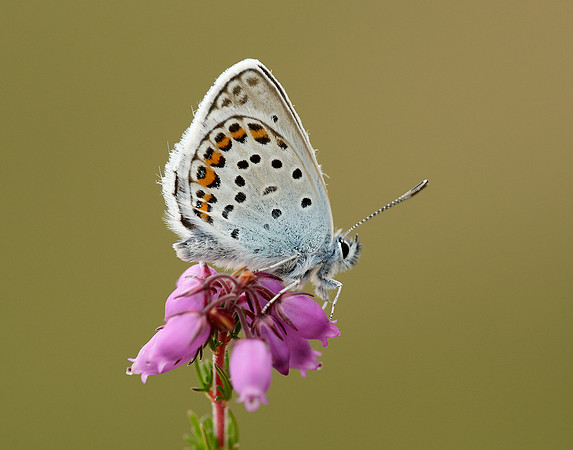 Silver-studded Blue Plebejus argus