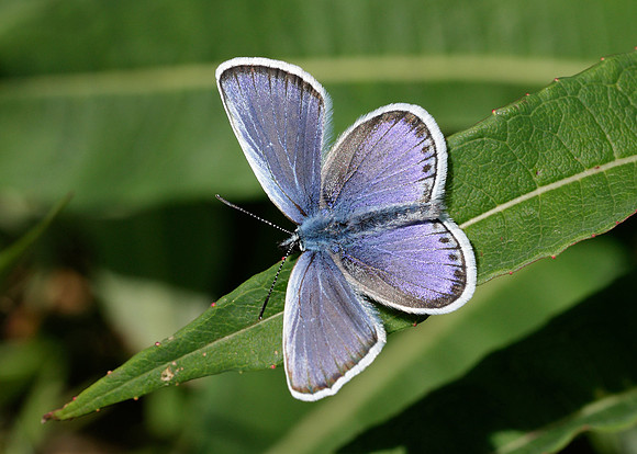 Silver-studded Blue Plebejus argus