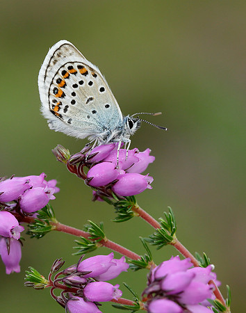 Silver-studded Blue Plebejus argus