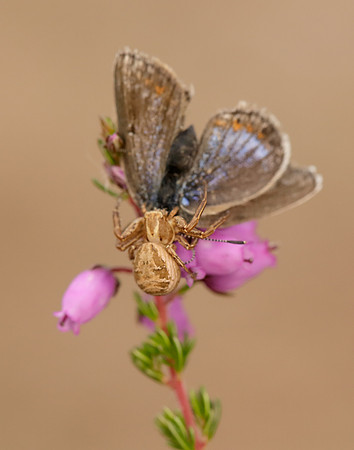 Silver-studded Blue Plebejus argus