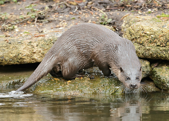 Otter Lutra lutra