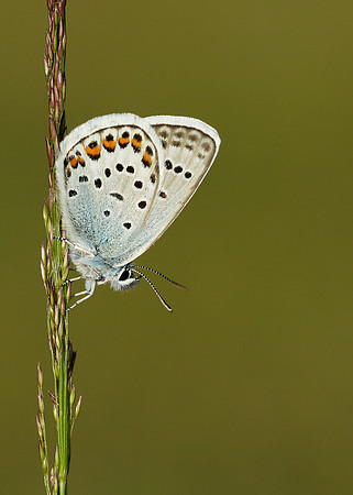 Silver-studded Blue Plebejus argus
