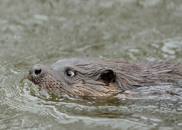 Otter Lutra lutra
