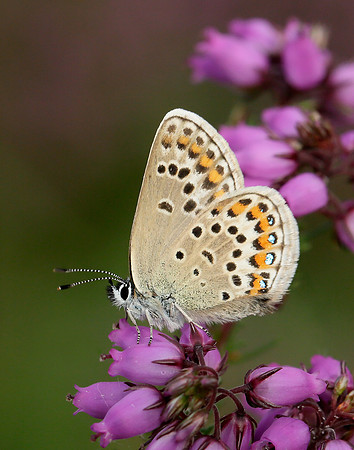 Silver-studded Blue Plebejus argus