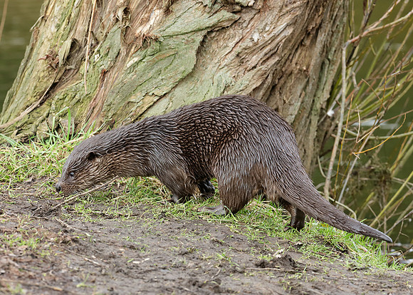 Otter Lutra lutra