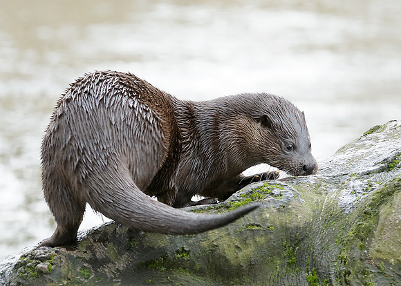 Otter Lutra lutra
