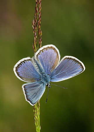 Silver-studded Blue Plebejus argus