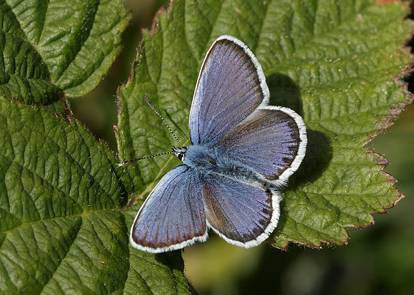 Silver-studded Blue Plebejus argus