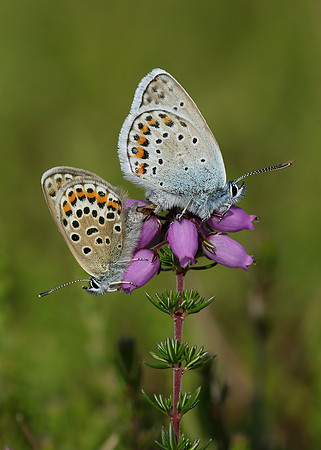 Silver-studded Blue Plebejus argus