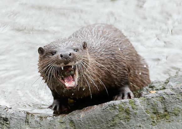Otter Lutra lutra
