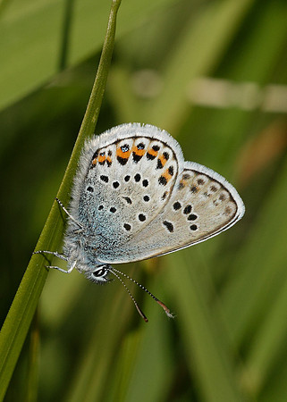 Silver-studded Blue Plebejus argus