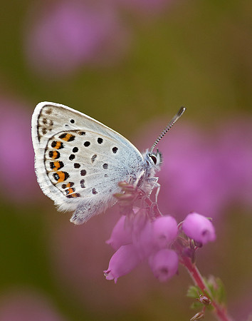 Silver-studded Blue Plebejus argus