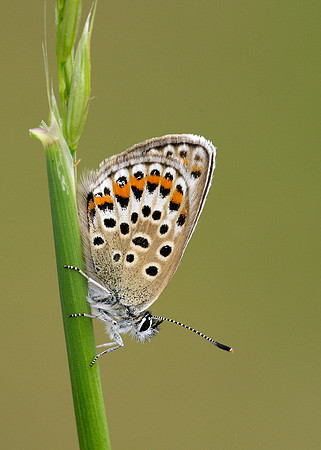 Silver-studded Blue Plebejus argus