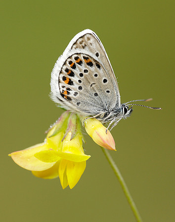 Silver-studded Blue Plebejus argus