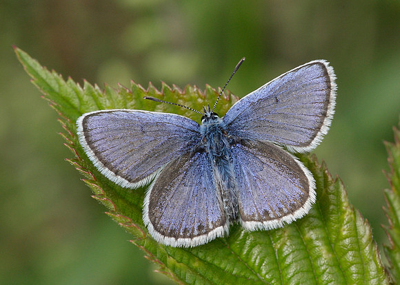 Silver-studded Blue Plebejus argus