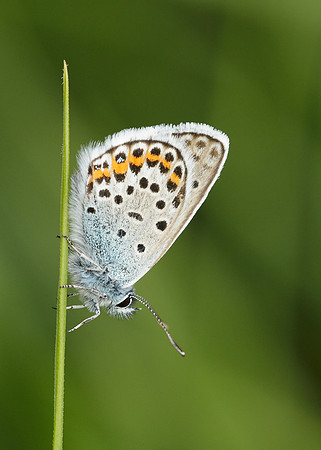 Silver-studded Blue Plebejus argus