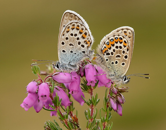 Silver-studded Blue Plebejus argus