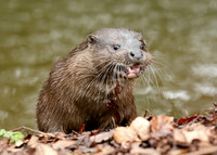 Otter Lutra lutra