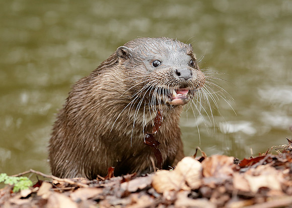 Otter Lutra lutra