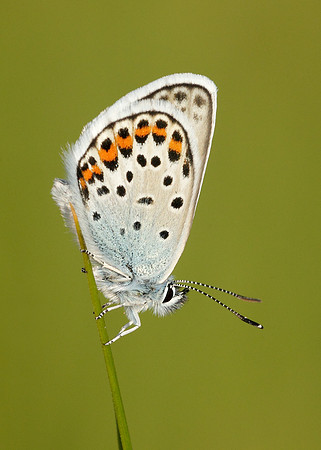 Silver-studded Blue Plebejus argus