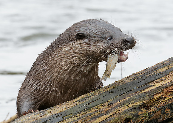 Otter Lutra lutra