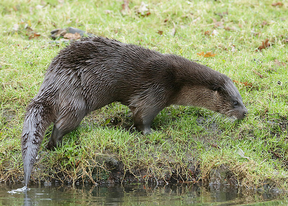 Otter Lutra lutra