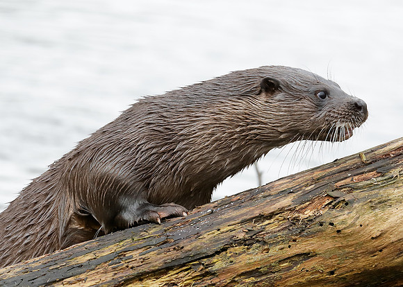 Otter Lutra lutra
