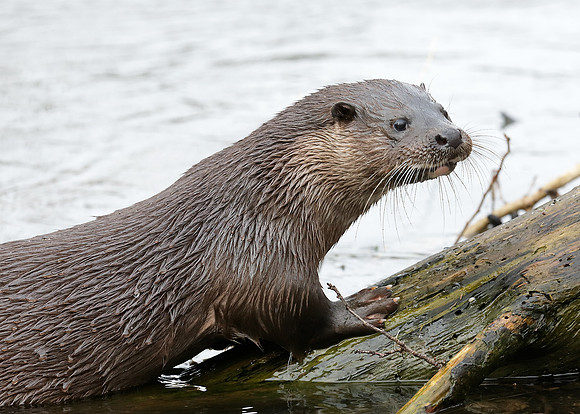 Otter Lutra lutra