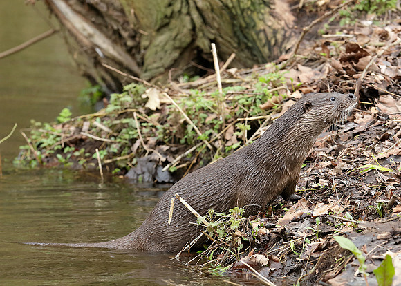 Otter Lutra lutra