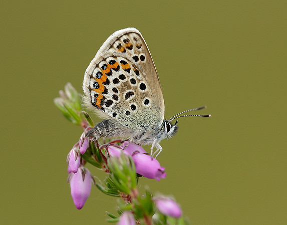 Silver-studded Blue Plebejus argus