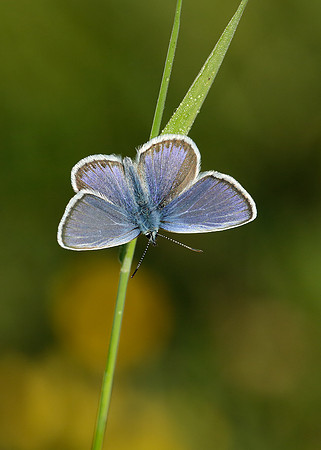 Silver-studded Blue Plebejus argus