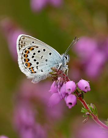 Silver-studded Blue Plebejus argus