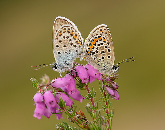 Silver-studded Blue Plebejus argus
