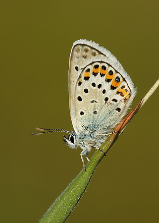 Silver-studded Blue Plebejus argus