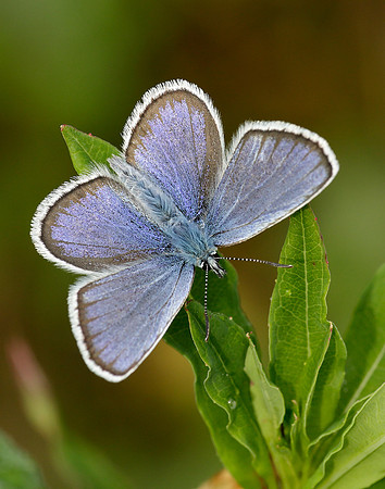 Silver-studded Blue Plebejus argus