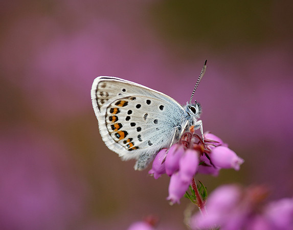 Silver-studded Blue Plebejus argus
