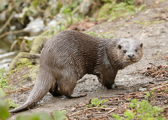 Otter Lutra lutra