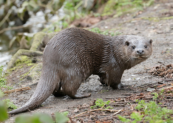 Otter Lutra lutra