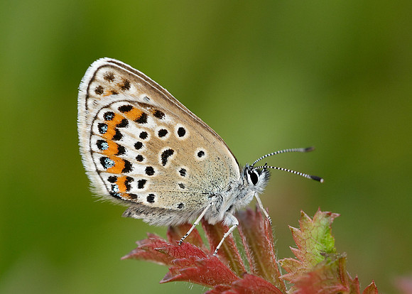 Silver-studded Blue Plebejus argus