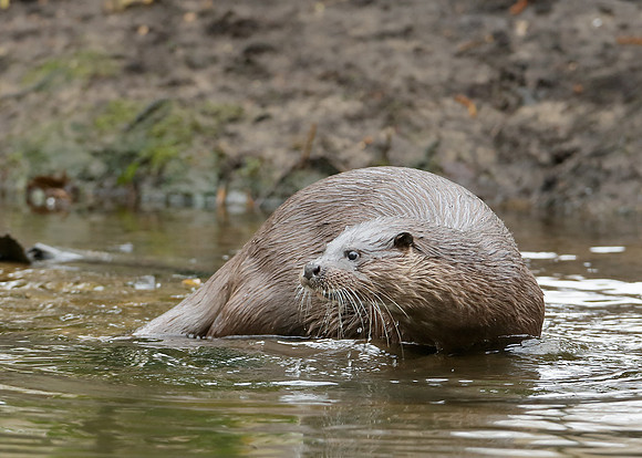 Otter Lutra lutra