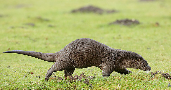 Otter Lutra lutra