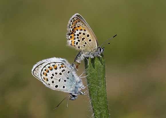 Silver-studded Blue Plebejus argus
