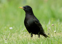 Starling Sturnus vulgaris