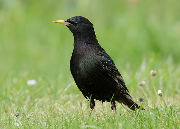 Starling Sturnus vulgaris